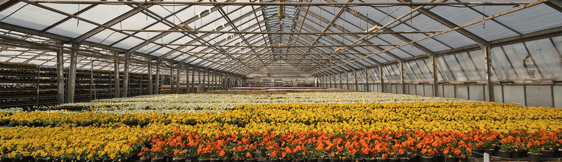 greenhouse