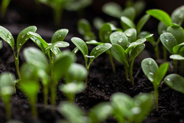 greenhouse4